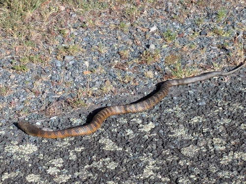 Tiger Snake sighting