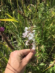 Sidalcea hendersonii