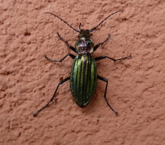 Carabus lineatus