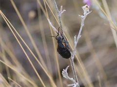 Arima marginata