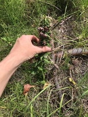 Epipactis helleborine