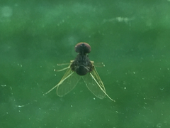 Chrysopilus basilaris