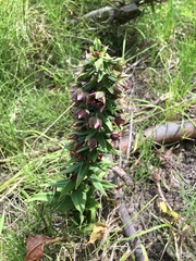 Epipactis helleborine