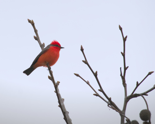 iNaturalist observation photo of Vermilion Flycatcher