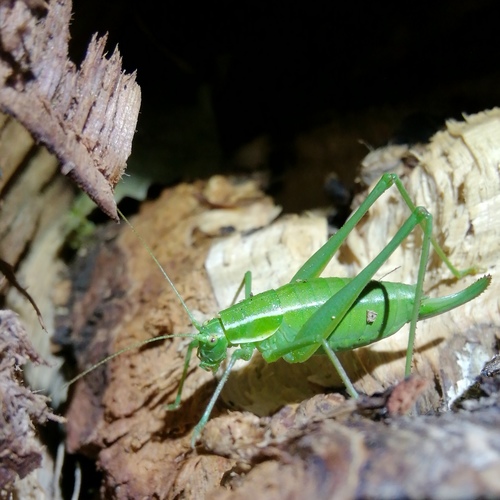 Mali ljuskokrili konjic (Poecilimon elegans)