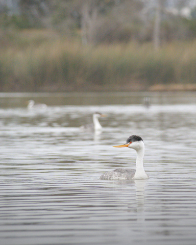 iNaturalist observation photo of Clark's Grebe