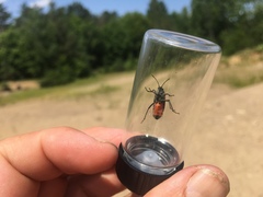 Lygaeus kalmii angustomarginatus