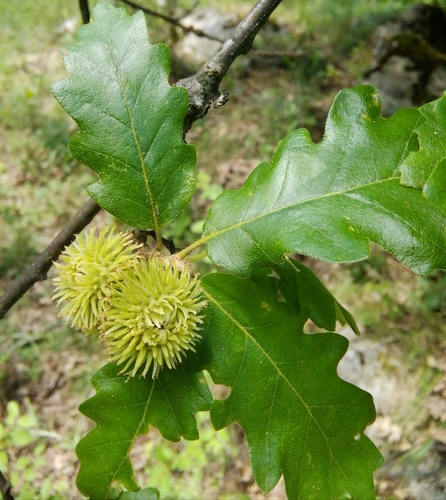 Turkey oak foliage