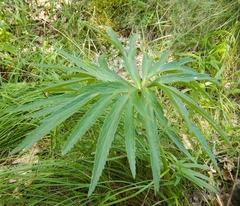 Helleborus multifidus