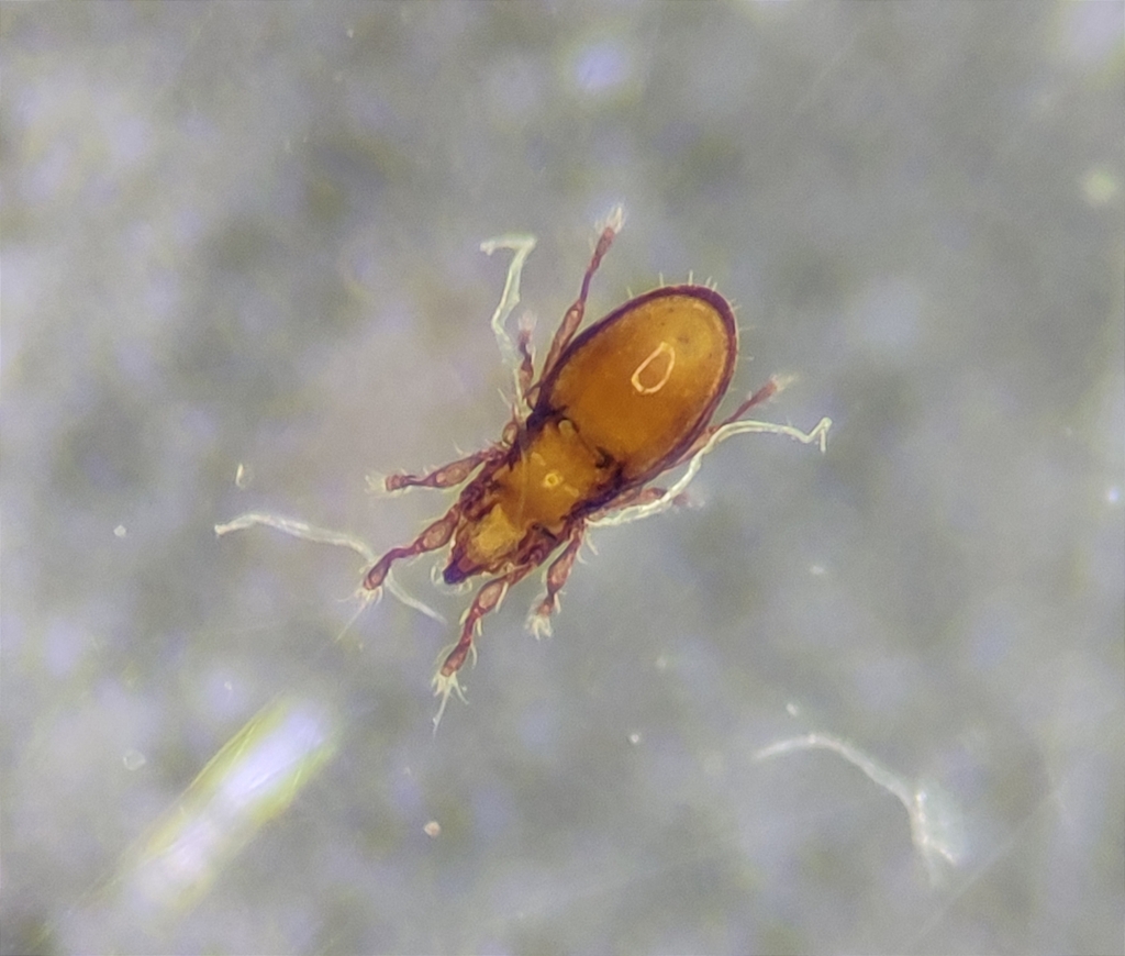 Dampfiellidae