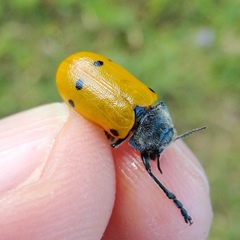 Lachnaia sexpunctata