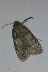 Acronicta modica