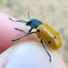 Lachnaia sexpunctata