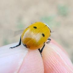 Lachnaia sexpunctata