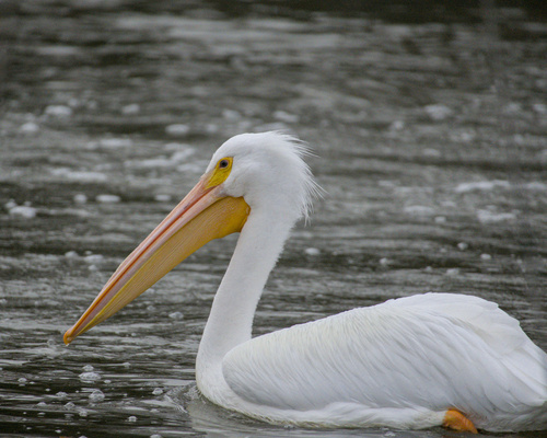 iNaturalist observation photo of American White Pelican