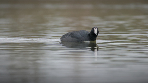 iNaturalist observation photo of American Coot