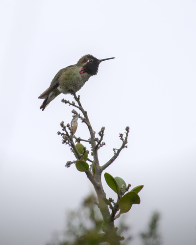iNaturalist observation photo of Anna's Hummingbird