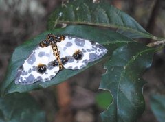 Abraxas amicula-illuminata