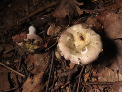 Russula pelargonia