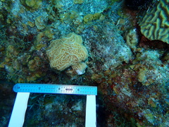 Agaricia humilis