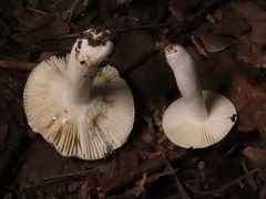 Russula pelargonia