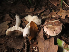 Russula pelargonia