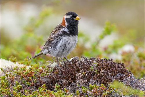 Lapland Longspur