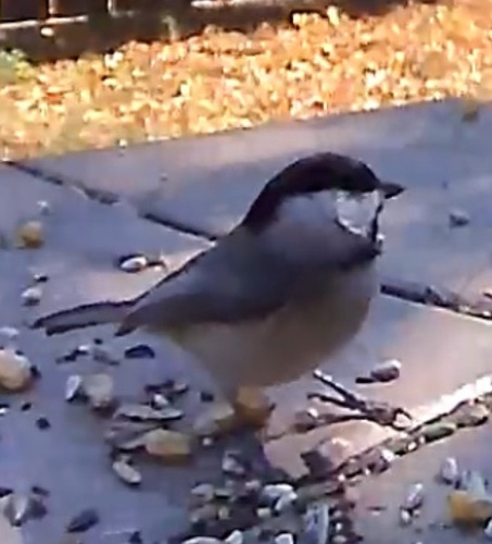 Carolina Chickadee photographed in Oklahoma