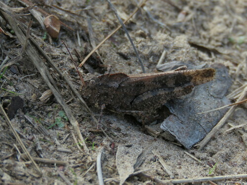 Ridgeback Grasshopper photo 4