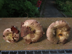 Russula pelargonia