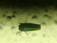 Xyphon reticulatum