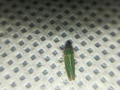 Xyphon reticulatum