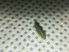 Xyphon reticulatum