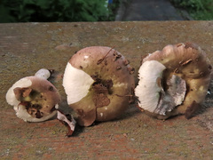 Russula pelargonia