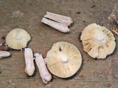 Russula pelargonia