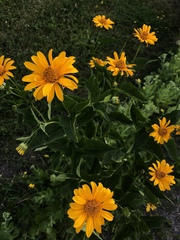 Heliopsis helianthoides
