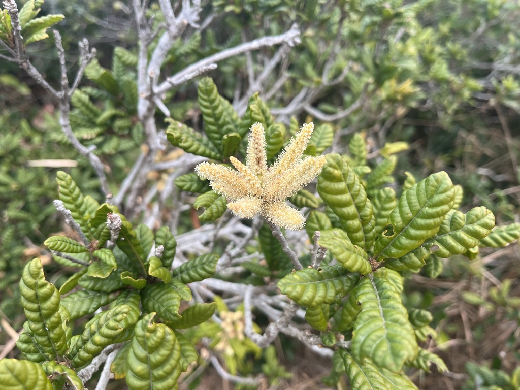 Lithocarpus quercifolius