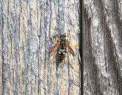 Polistes dominula
