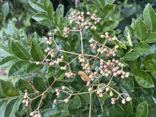 Zanthoxylum avicennae, photograph 1
