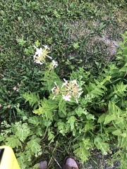 Saponaria officinalis