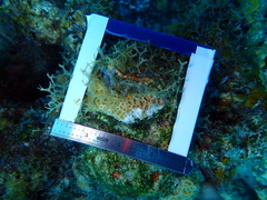 Agaricia humilis