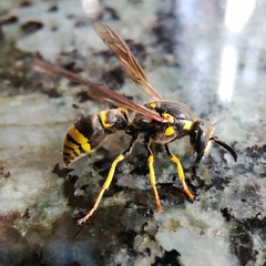Symmorphus crassicornis