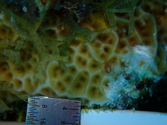 Agaricia humilis