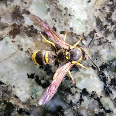 Symmorphus crassicornis