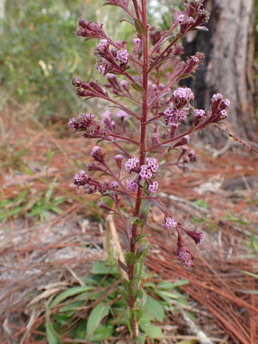 Image of Trilisa paniculata by (c) elik03, some rights reserved (CC BY)