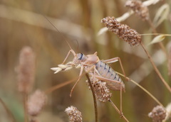 Ephippiger terrestris