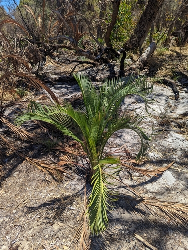 Image of Macrozamia riedlei by (c) Caleb Catto, some rights reserved (CC BY)