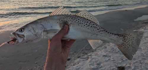 Spotted Seatrout