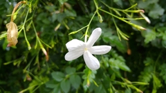 Jasminum officinale