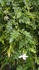 Jasminum officinale